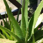Aloe vera
