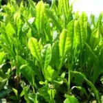 te verde