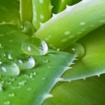 Aloe vera