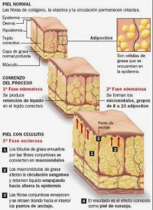 piel de bisonte