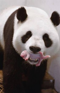 panda recien nacido
